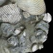 Cretaceous Nautilus and Ammonite Cluster - Madagascar #59727-6